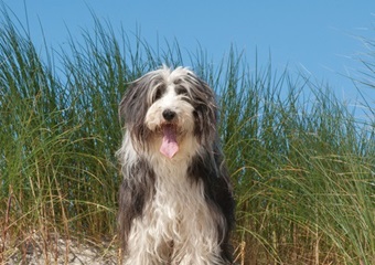 Terschelling_hond_op_het_strand